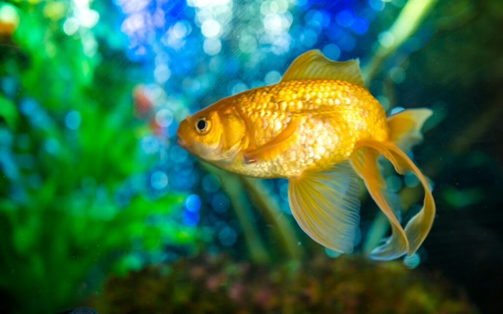 Gold fish on water